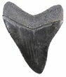 Serrated, Black Megalodon Tooth #46555-2